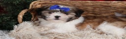 Shih Tzu dogs for sale: Jared - Ad 17