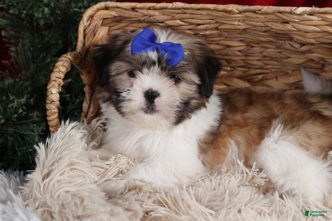 Shih Tzu dogs for sale: Jared - Ad 17