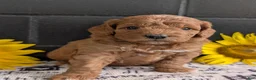 Mini Goldendoodle dogs for sale: Mini -Bo - Ad 7