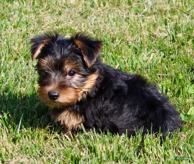 Yorkshire Terrier dogs Toby - Ad 2