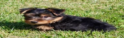 Yorkshire Terrier dogs for sale: Toby - Ad 2
