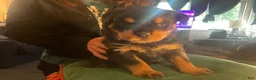 Rottweiler dogs for sale: Rottweiler Puppy 4 - Ad 1