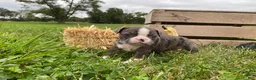 Boston Terrier dogs for sale: Gem - Ad 3