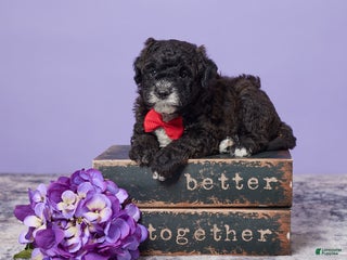 Mini Goldendoodle dogs - Ad 28