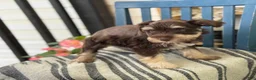 Miniature Schnauzer dogs for sale: Sophie - Ad 7