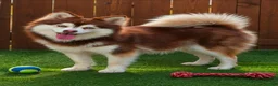 Pomsky dogs for sale: Toy red merle - Ad 20