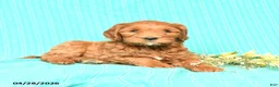 Goldendoodle dogs for sale: Ruby - Ad 3