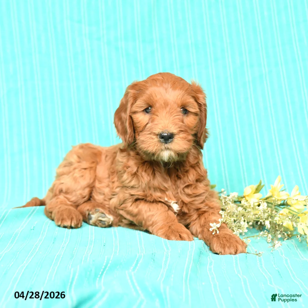 Goldendoodle dogs for sale: Ruby - Ad 3