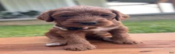 Irish Doodle dogs for sale: Juniper - Ad 7