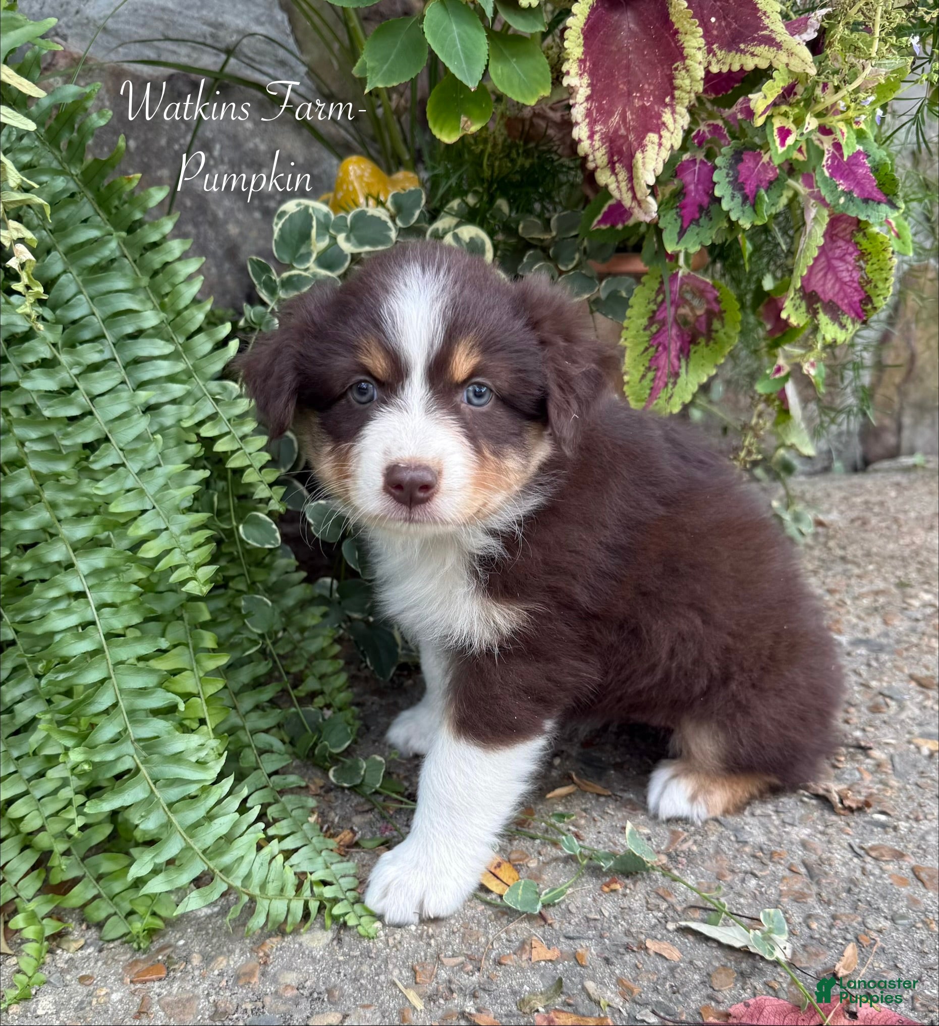 Australian Shepherd dogs Pumpkin - Ad 1