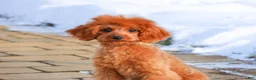 Cavapoo dogs for sale: Beauty  - Ad 18