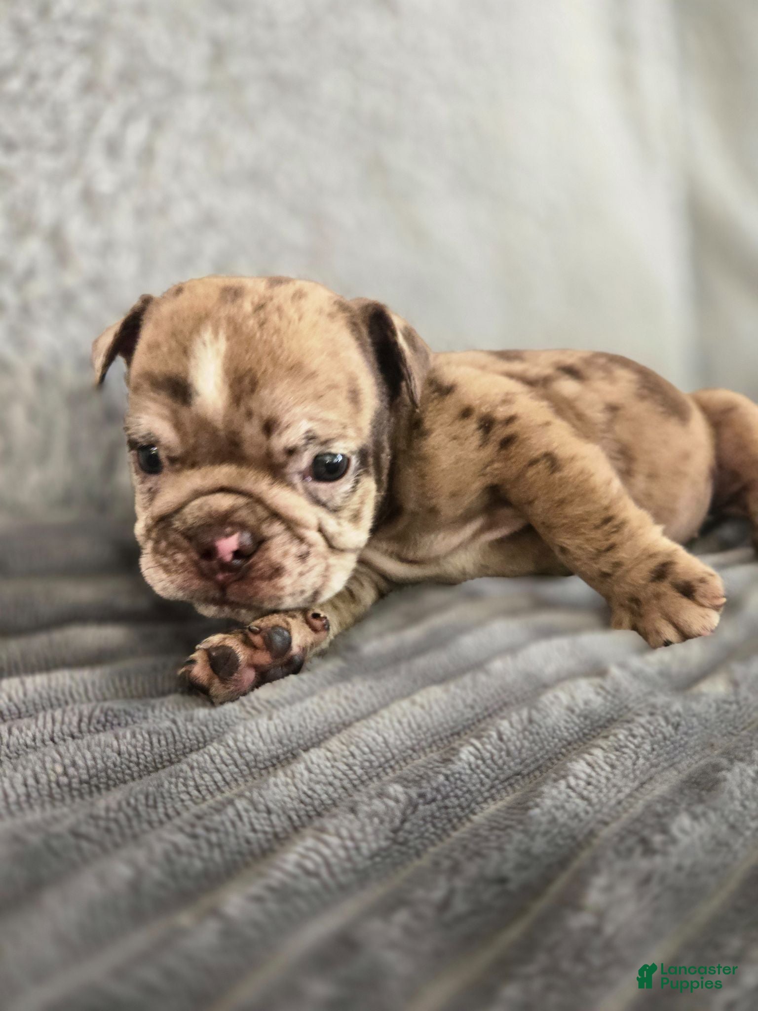 English Bulldog dogs Josie - Ad 1