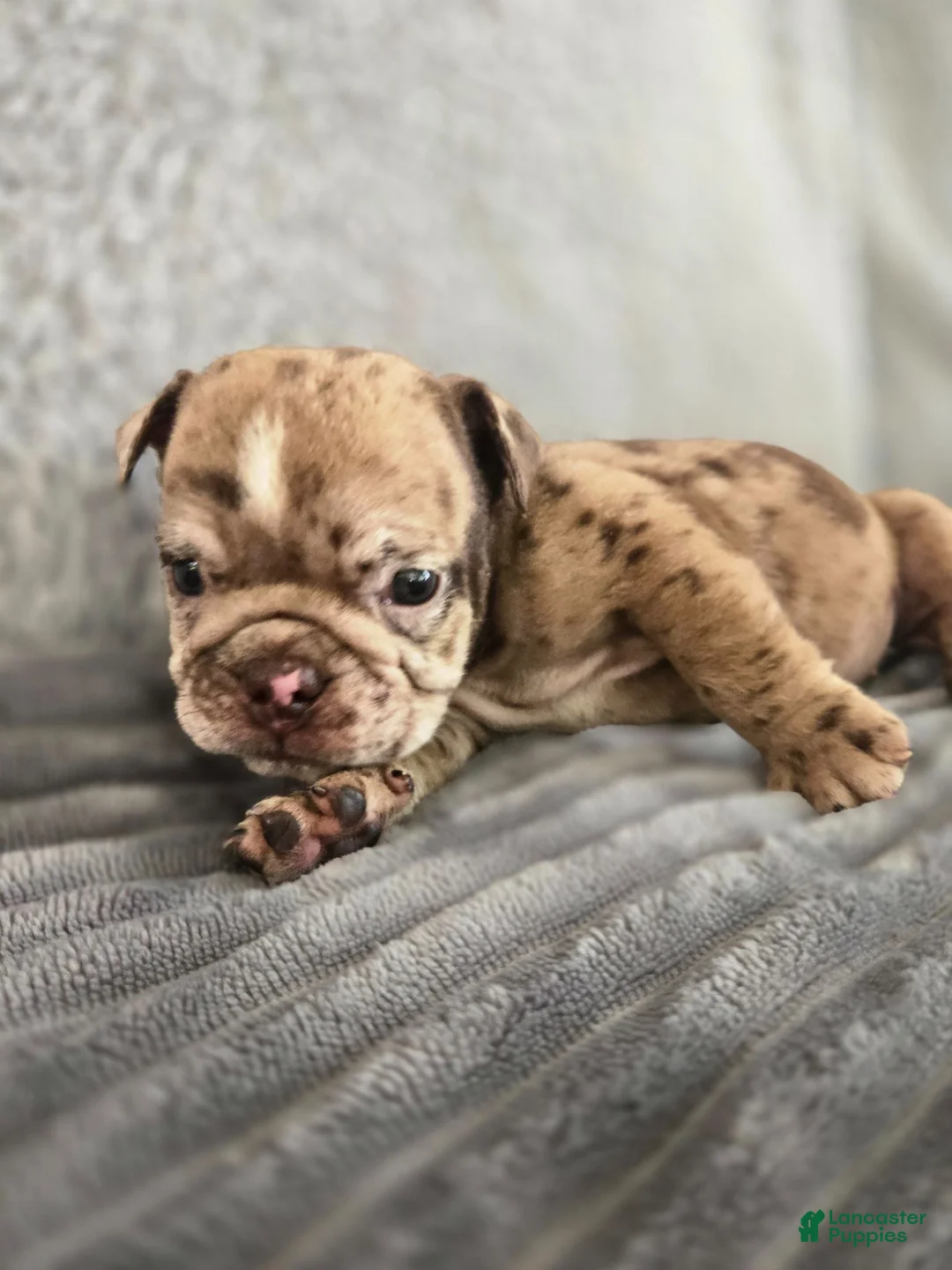 English Bulldog dogs for sale: Josie - Ad 1