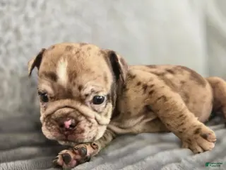 English Bulldog dogs for sale: Josie - Ad 2
