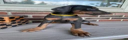 Doberman Pinscher dogs for sale: Rogue - Ad 5