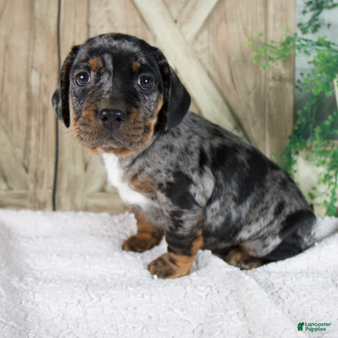 Mixed Breed dogs for sale: Warrior - Ad 2