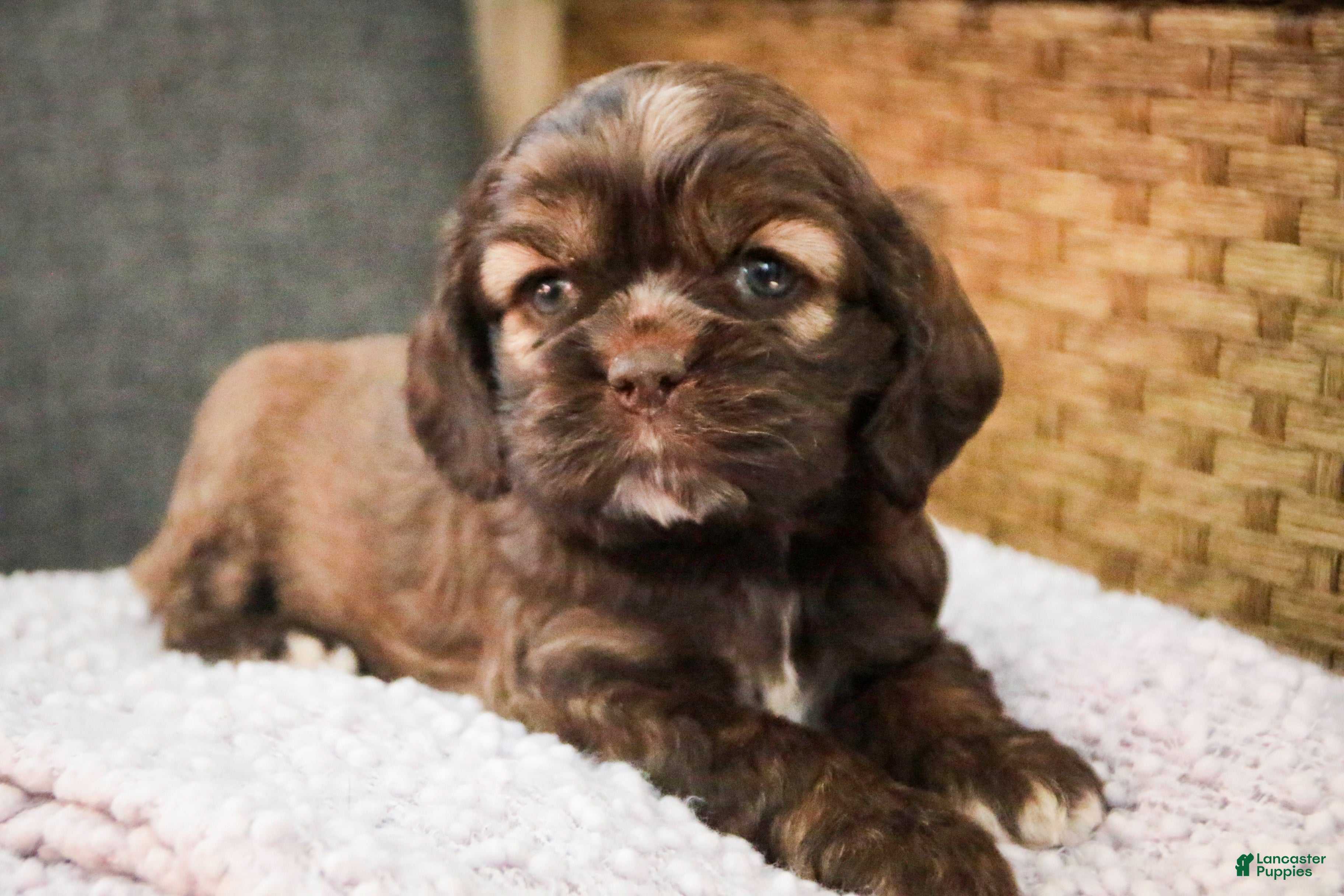 Cocker Spaniel dogs Nutella - Ad 1