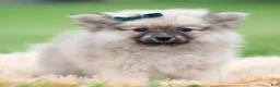 Pomeranian dogs for sale: Knight - Ad 3