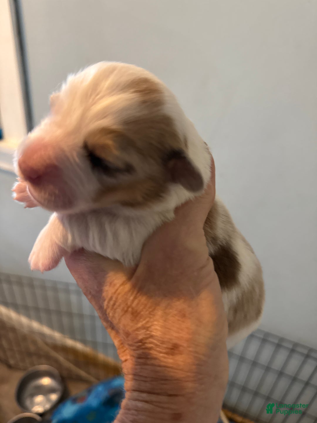 Welsh Corgi Pembroke dogs for sale: Welsh Corgi Pembroke Puppy 5 - Ad 4