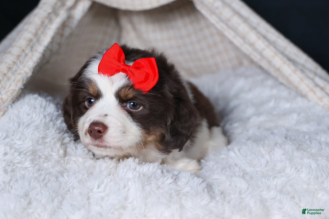 Miniature Australian Shepherd dogs for sale: SALLY - Ad 20