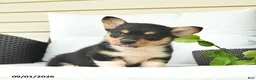 Welsh Corgi Pembroke dogs for sale: Bowe  - Ad 3
