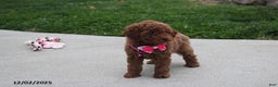 Toy Poodle dogs for sale: Paige - Ad 8