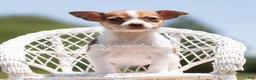Chihuahua dogs for sale: Pom Pom - Ad 5