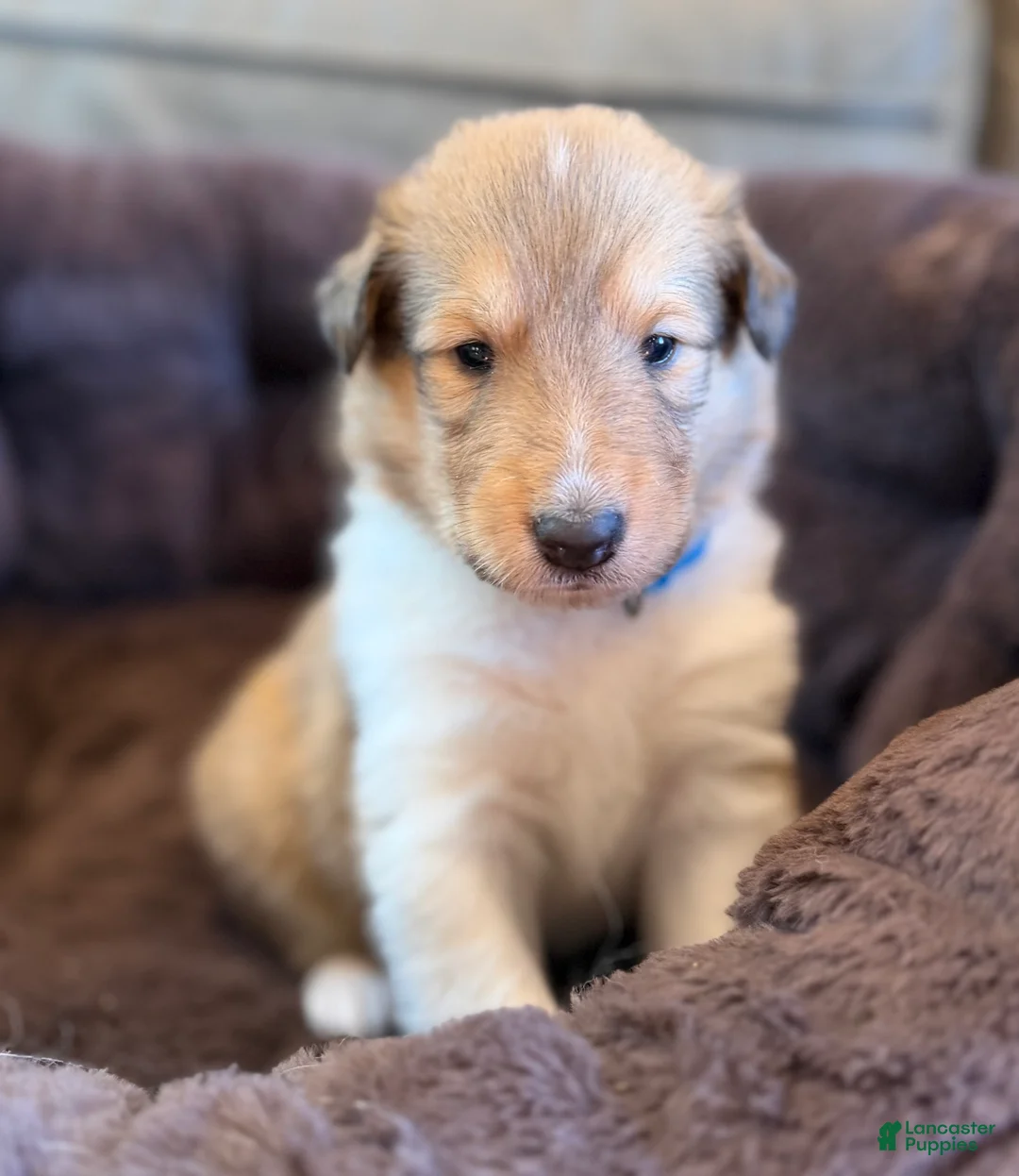Collie dogs for sale: Dusty  - Ad 1