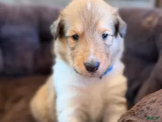 Collie dogs Dusty - Ad 3