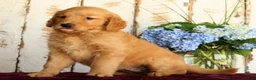 Golden Retriever dogs for sale: Sadie  - Ad 3
