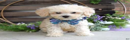 Maltipoo dogs for sale: Elliot - Ad 12