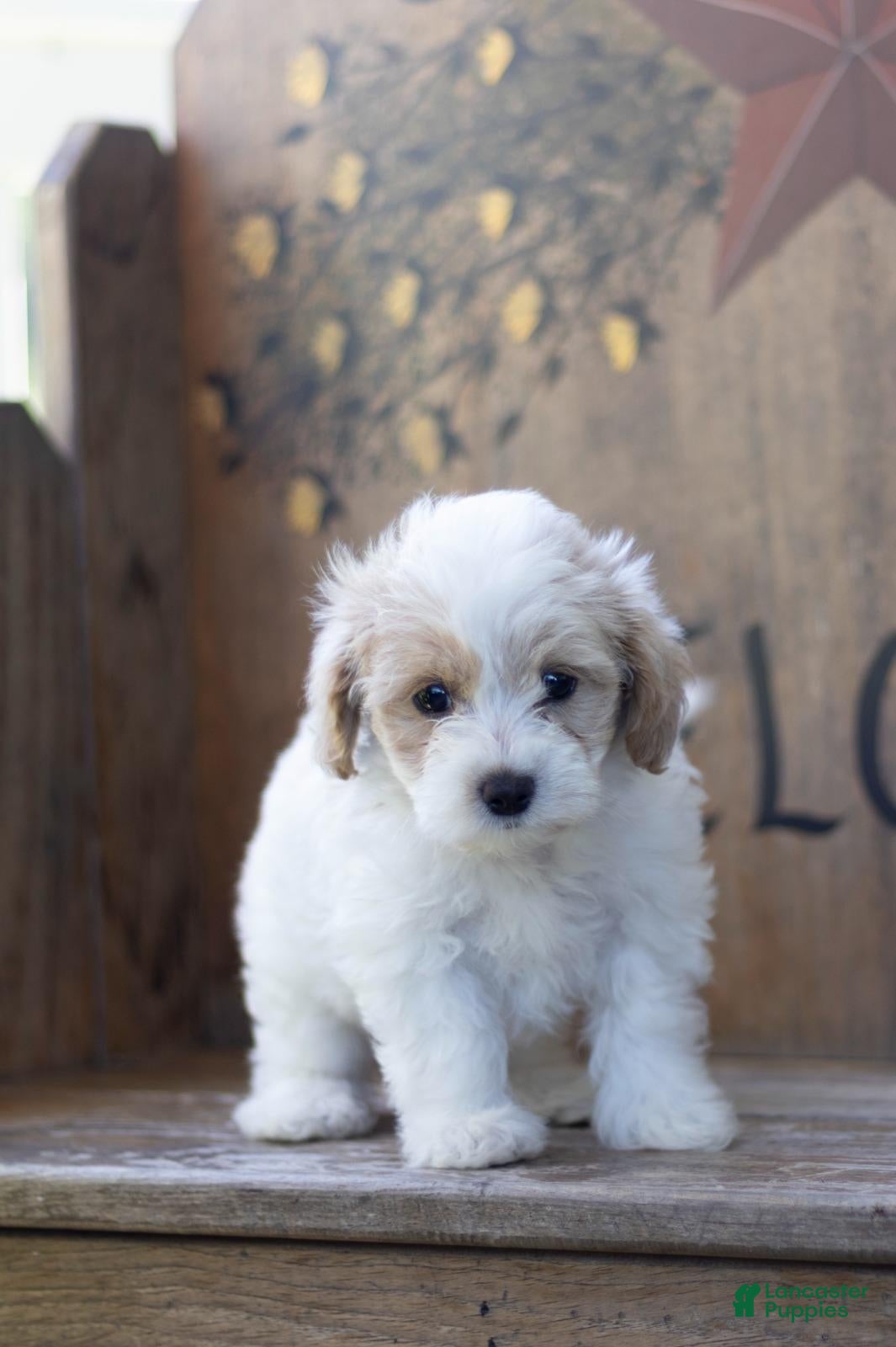 Maltipoo dogs Maltipoo 2 - Ad 1