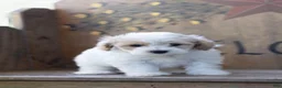 Maltipoo dogs for sale: Maltipoo 2 - Ad 1