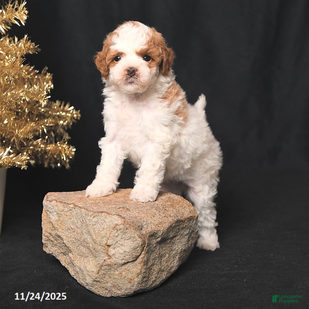 Toy Poodle dogs for sale: Diamond - Ad 4