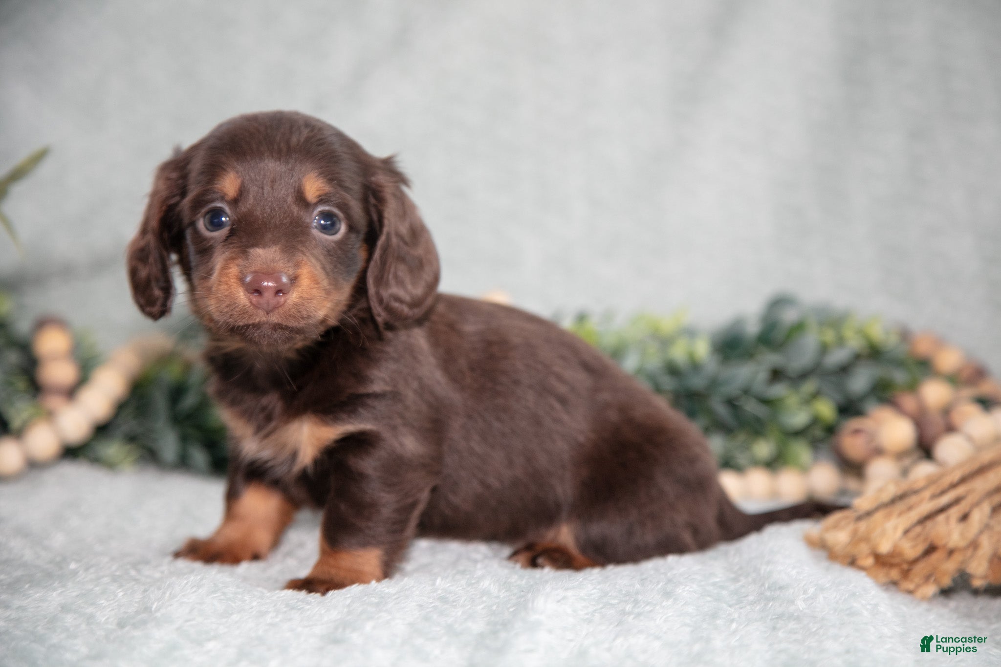 Miniature Dachshund dogs Kimmy - Ad 38