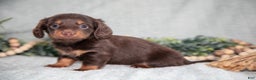 Miniature Dachshund dogs for sale: Kimmy - Ad 1