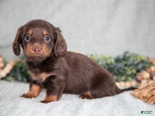 Miniature Dachshund dogs Kimmy - Ad 22