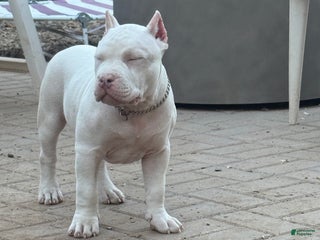 American Bully dogs American Bully Puppy 1 - Ad 10