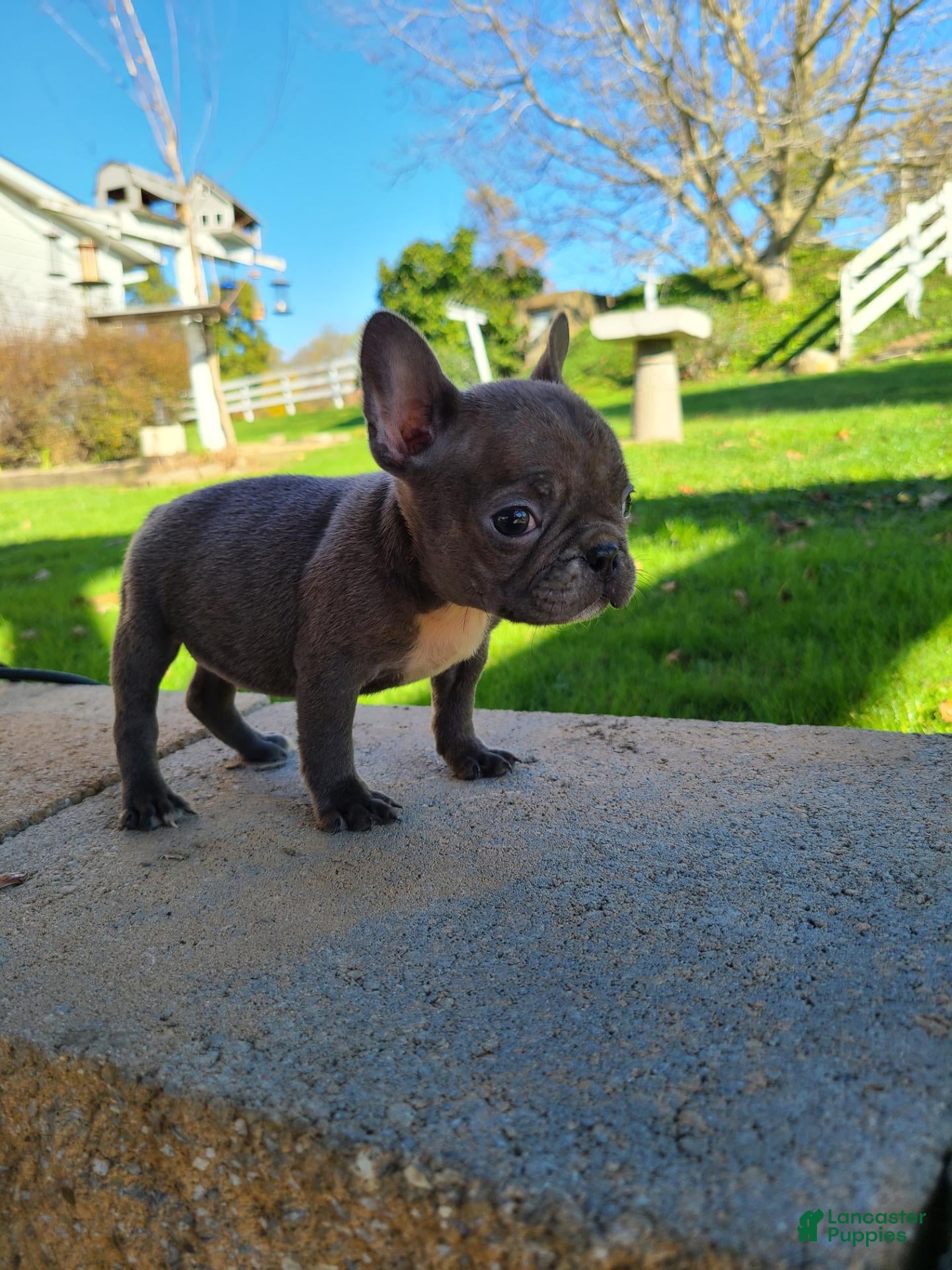 Frenchton dogs Jill - Ad 1