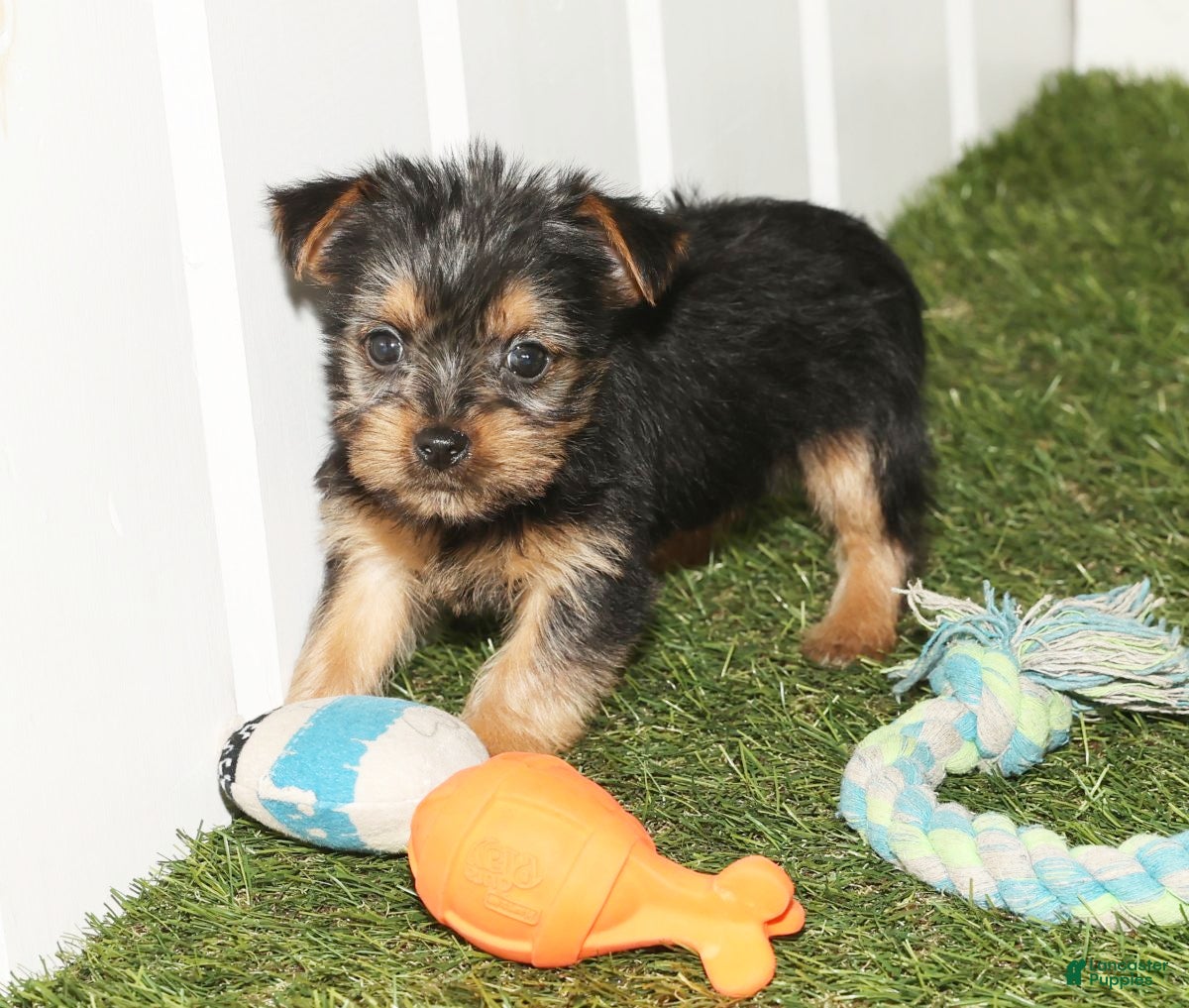 Yorkshire Terrier dogs Kennedy - Ad 1