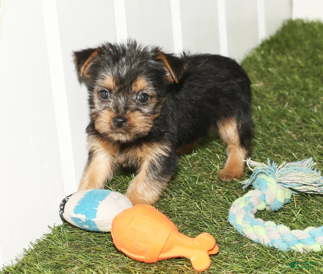 Yorkshire Terrier dogs for sale: Kennedy - Ad 1