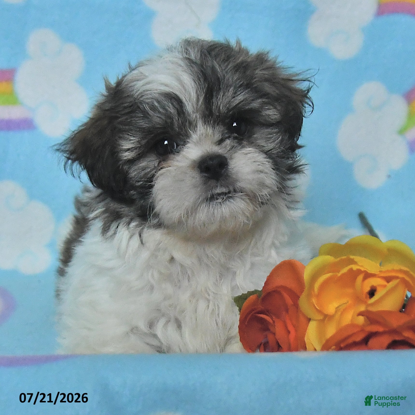 Teddy Bear dogs Bella   - Ad 2