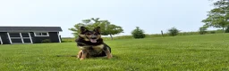 German Shepherd dogs for sale: Skye - Ad 10