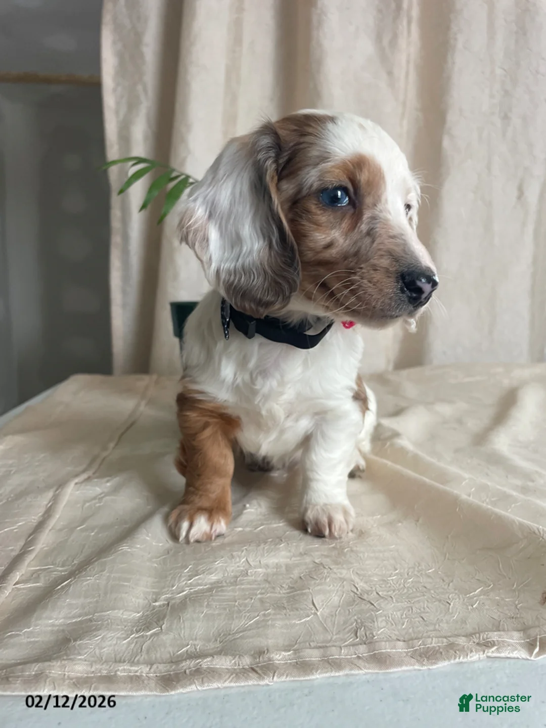 Miniature Dachshund dogs for sale: Lucky Charms - Ad 9