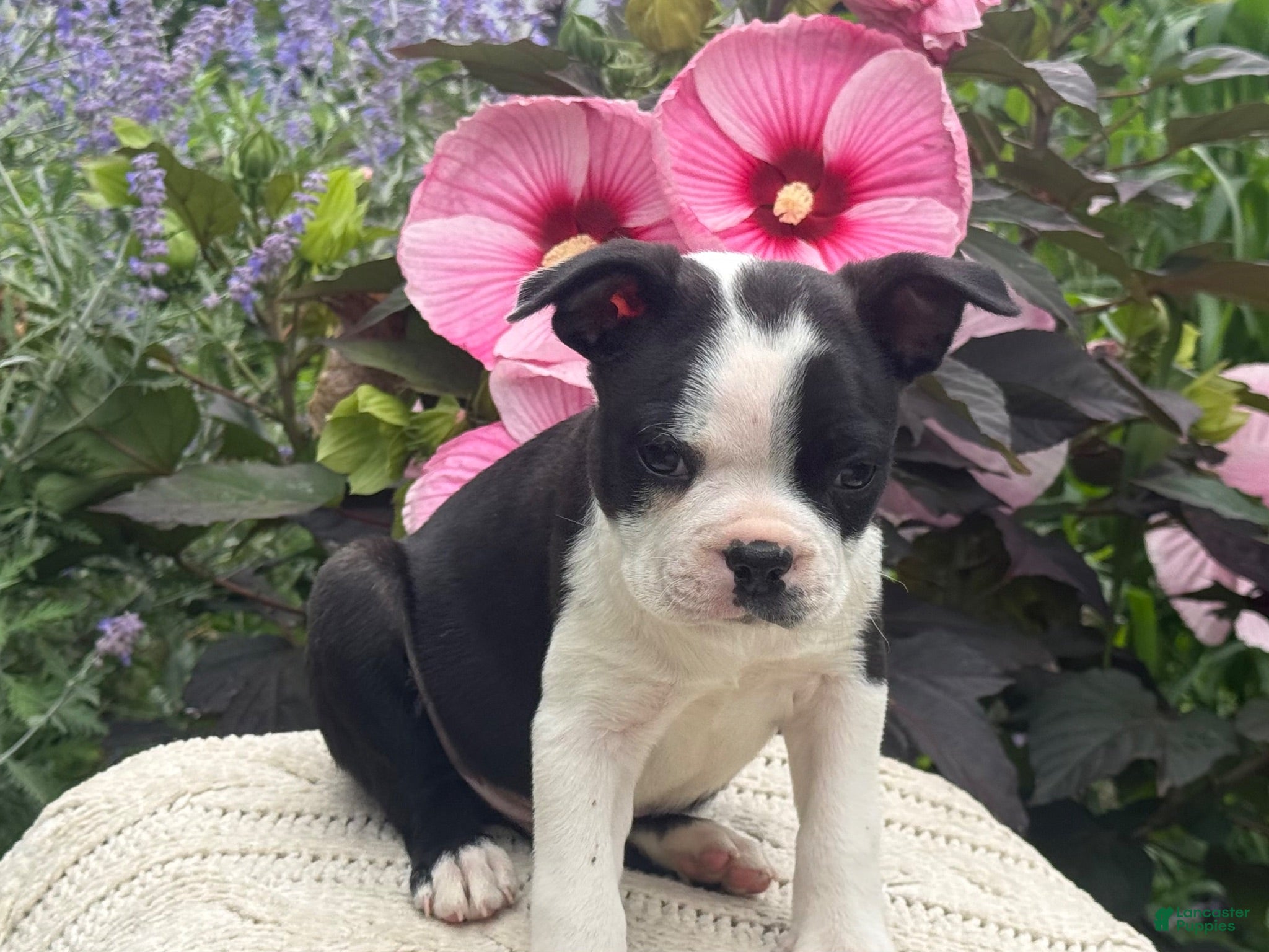 Boston Terrier dogs Boston Terrier 2 - Ad 2