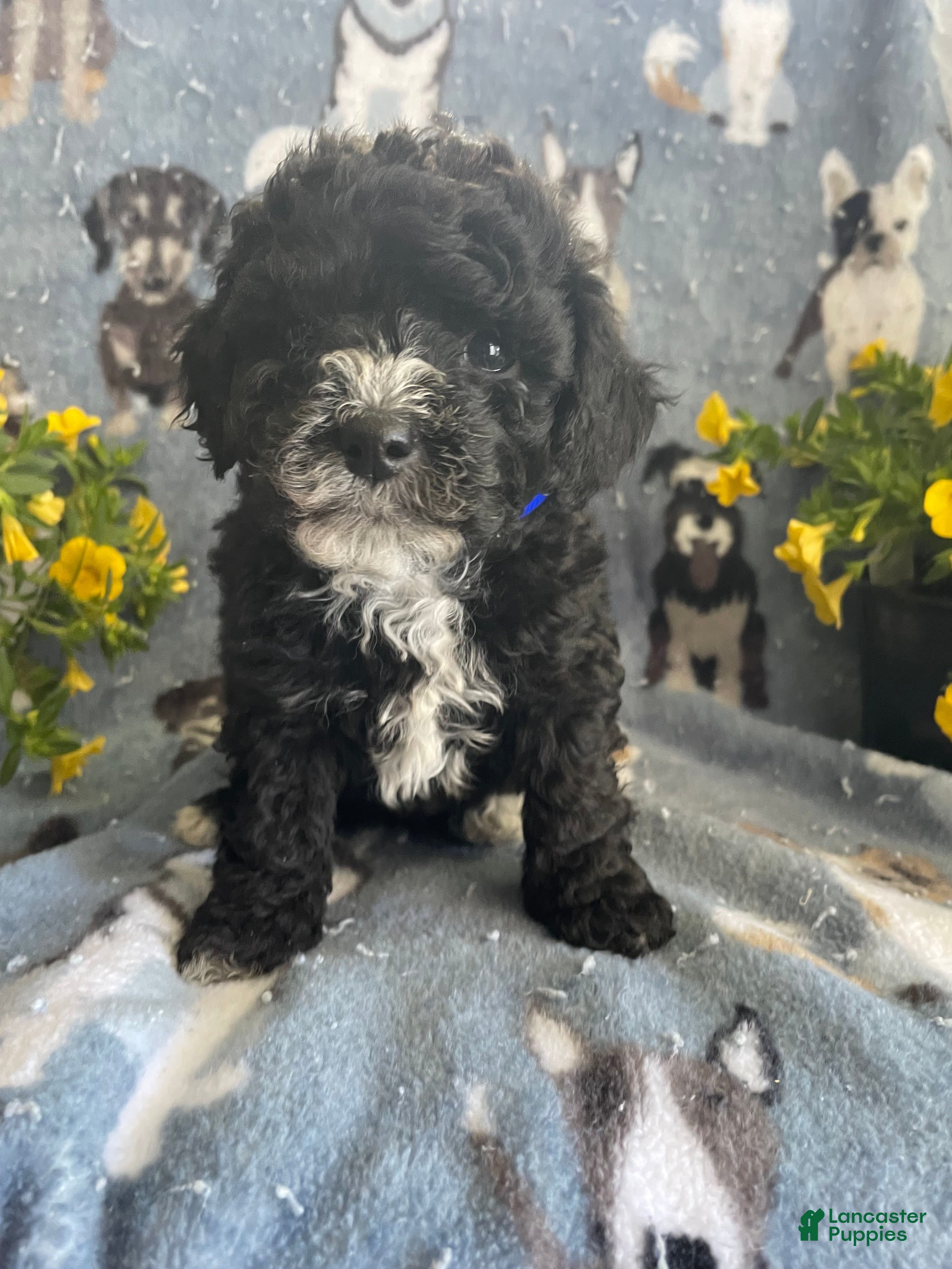 Toy Poodle dogs Winston - Ad 2