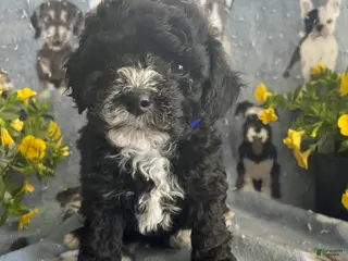 Toy Poodle dogs Winston - Ad 2