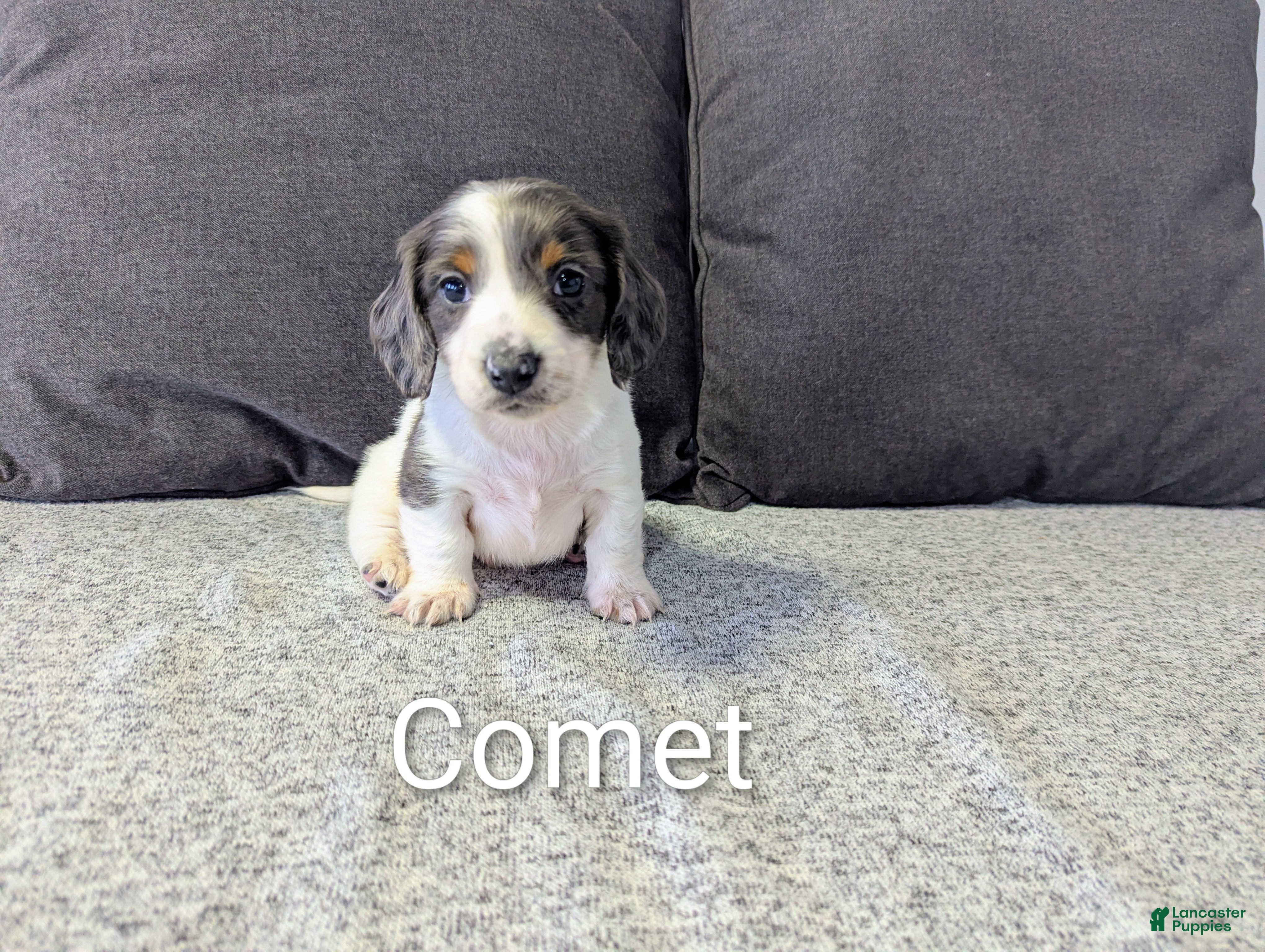 Miniature Dachshund dogs Comet - Ad 35