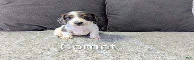 Comet