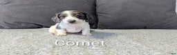 Miniature Dachshund dogs for sale: Comet - Ad 1